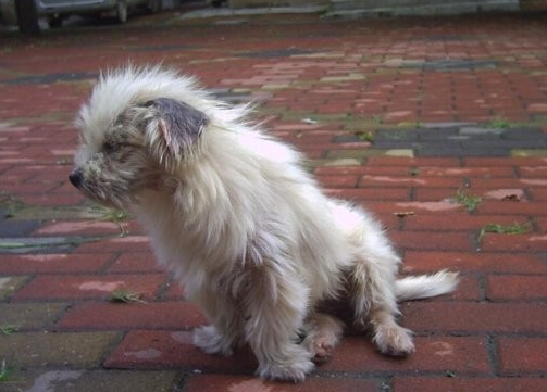 善良老夫妇救助几百条流量狗狗感动众人