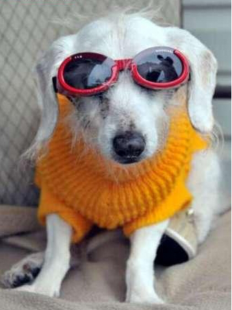 21岁狗狗打破吉尼斯世界最长寿狗狗记录