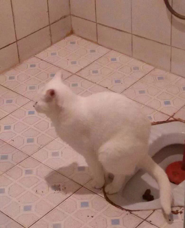 这猫咪太讲究了。给个赞！