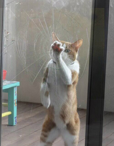 抓狂的猫咪，我要吃老鼠！