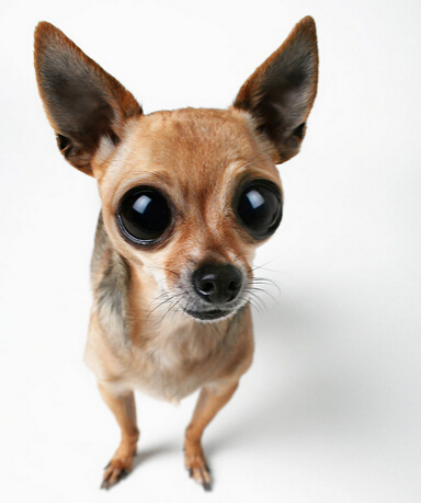 宠物婚介所开张吸引众多爱宠人士前往