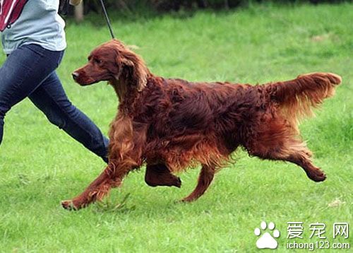 全球狗展Crufts发生命案 得奖犬惨遭毒杀 
