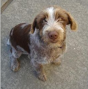 刚毛指示格里芬犬的好养吗 饲养难度不大