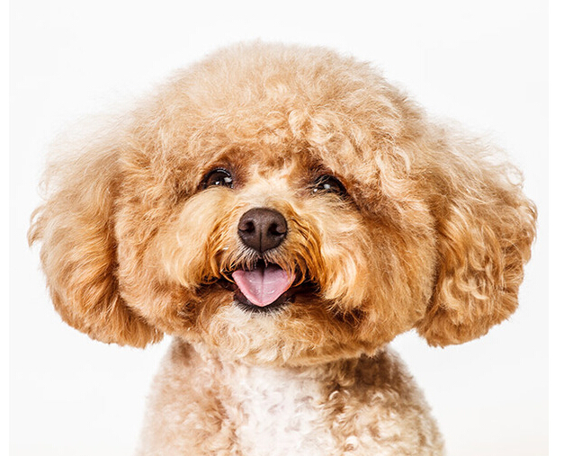 “一家三口”的结婚证 大学生抱狗狗登记结婚