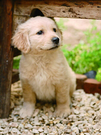 国内再度兴起狗医生 吸引一大批爱狗人士