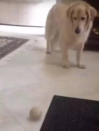 知道自己将被屠宰 白猫爬上铁笼的一幕让无数人心碎！