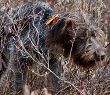 刚毛指示格里芬犬怎么训练 基本训练法