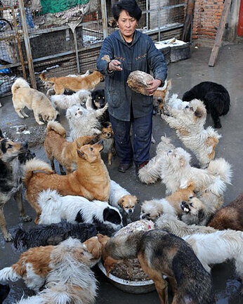 善良老夫妇救助几百条流量狗狗感动众人