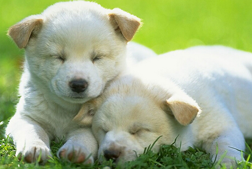 买完宠却发现宠物健康有问题 店家竟不予退换