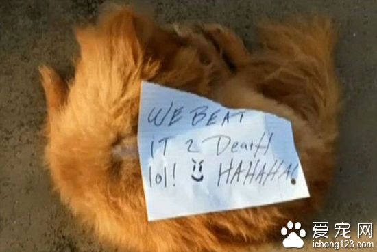 美国一宠物狗被殴打致死 尸体上被贴炫耀字条