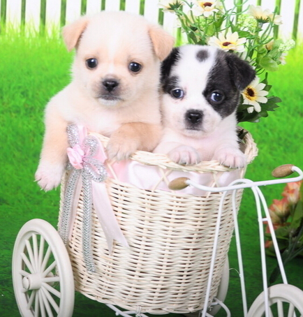 宠物婚介所开张吸引众多爱宠人士前往