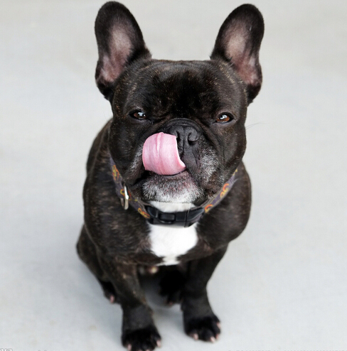 国内再度兴起狗医生 吸引一大批爱狗人士