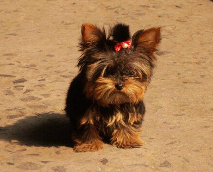 聪明狗狗会跳绳等21项技羡煞路边围观群众