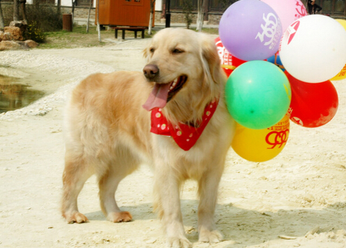 狗狗不仅记仇而且还会学着猫去抓老鼠