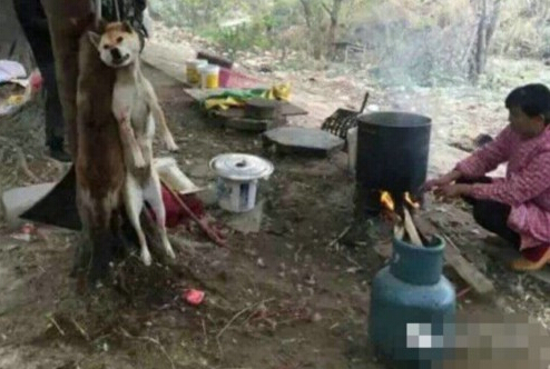 粗心主人狗狗丢路边光洁　好心人雨中撑伞