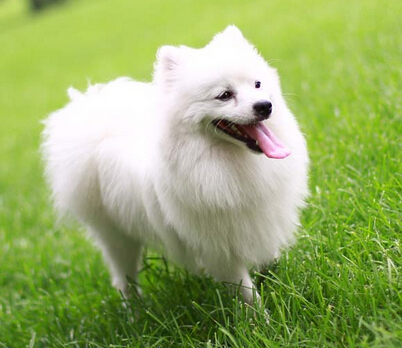 狗狗被３名陌生男子强行捉走 GPS助其找回