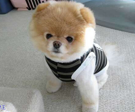 七只狗狗半夜被人害死引得爱犬人士愤怒