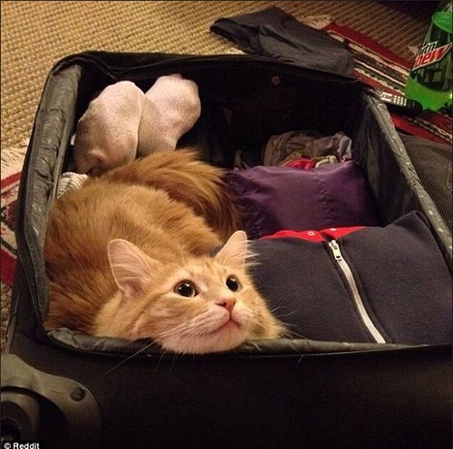 undefined{{pos:,w:,h:}}