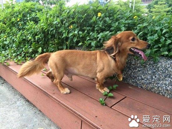 腊肠犬连笼子一起被台风吹走 幸被好心人送回