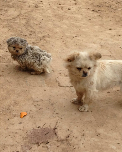 善良老夫妇救助几百条流量狗狗感动众人