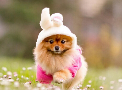 买完宠却发现宠物健康有问题 店家竟不予退换