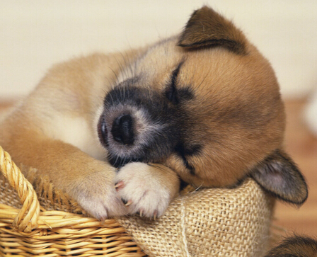 母爱泛滥 10个月大的狗狗充当鸭宝宝的妈妈