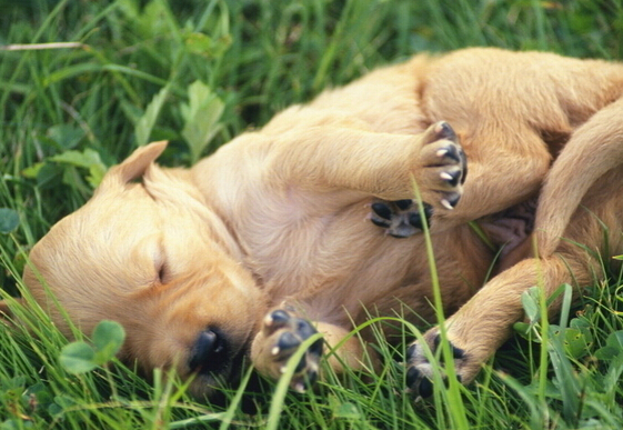 国内再度兴起狗医生 吸引一大批爱狗人士