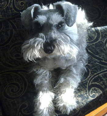 湖畔梗感冒怎么办 最好送去宠物医院治疗