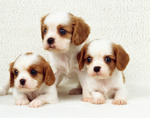 狗狗不仅记仇而且还会学着猫去抓老鼠