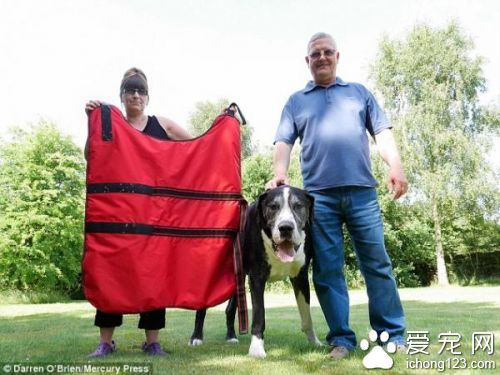 英国女子为养大丹犬向丈夫撒谎  小狗变两米巨犬