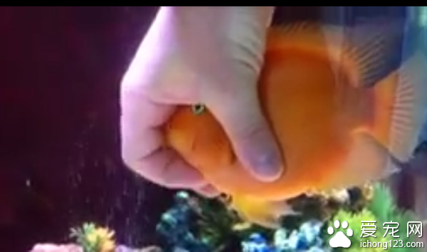 宠物鱼享受被抚摸及按摩的“弹指之间”
