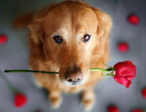 善良农场夫妇收养失明犬 并为其配置导盲犬