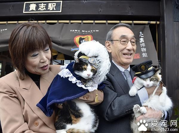 日本猫站长“小玉”病逝 “二玉”继任