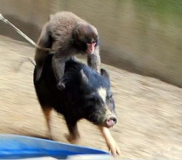 动物界奇闻“青蛙骑蜗牛搭便车”