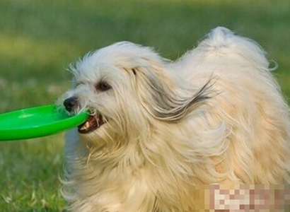 哈威那怎么训练 该犬禁止的训练技巧