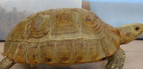 马来果龟