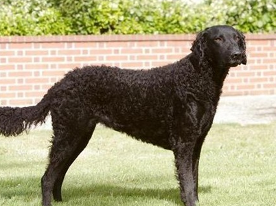 卷毛寻回犬怎么训练 不要随意的奖励它们