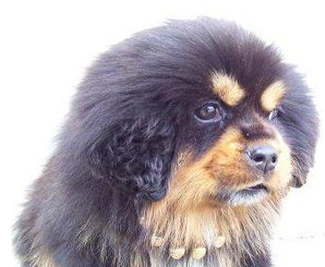 鹰獒在医院死因不明 饲主上诉向医院索赔3500万元