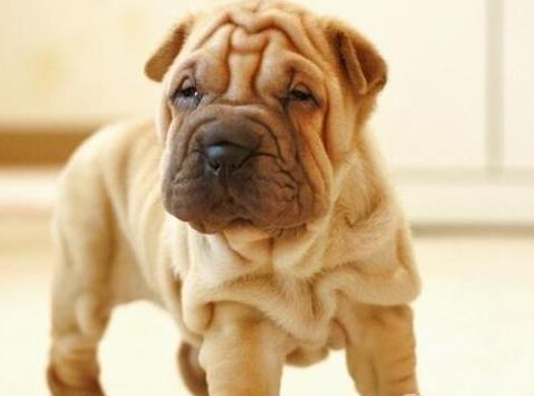 善良农场夫妇收养失明犬 并为其配置导盲犬