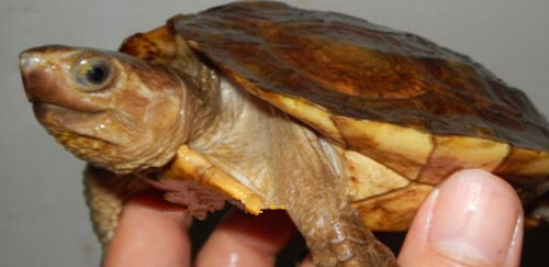 苏拉威西白头龟