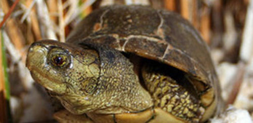 沼泽箱龟