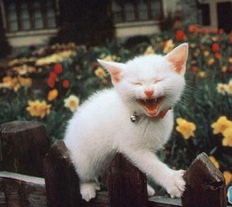 喵的，我上的来下不去了，哈哈……