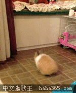 兔兔，你纯粹是为了逗比而生