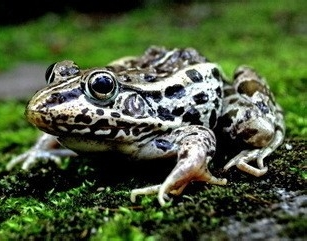 怒将邻居告上法庭 其原因是射杀宠物蛙