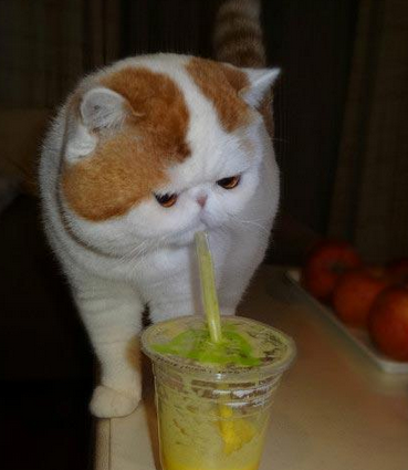 最近，小胖对所有滴人类食品产生了浓厚滴兴趣