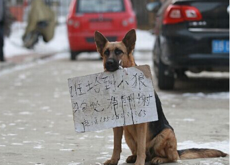幼犬被偷后跳车找主人 逃跑路上骨折 