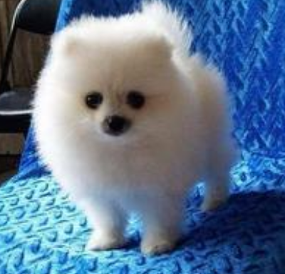 成都一男子不满爱犬被称狗刺伤路人被拘捕