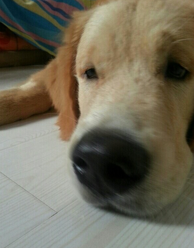 超聪明！萌犬家务健身走台步样样精通