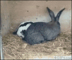 兔子不仅是跑得快，其他方面也挺快