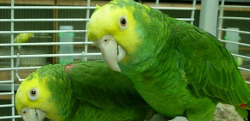 双黄头亚马逊鹦鹉